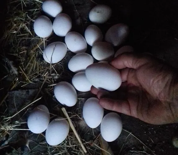 El Paso De Cigueenas 펜션