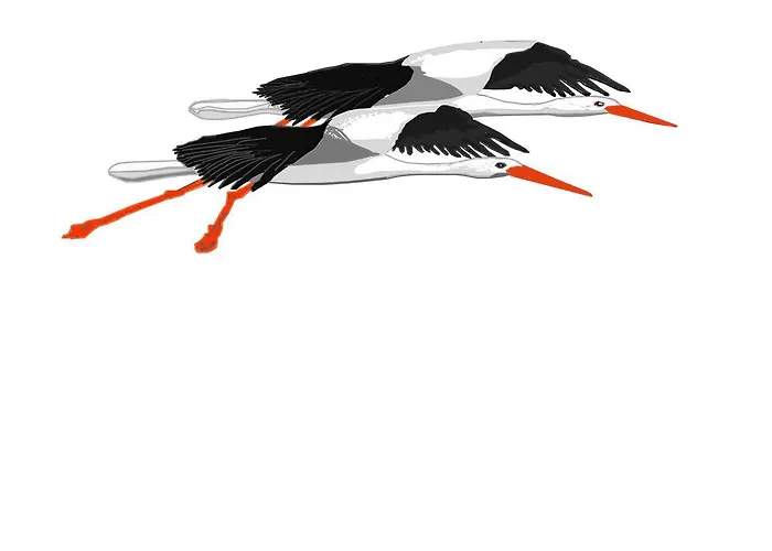 El Paso De Cigueenas * 칸델레다